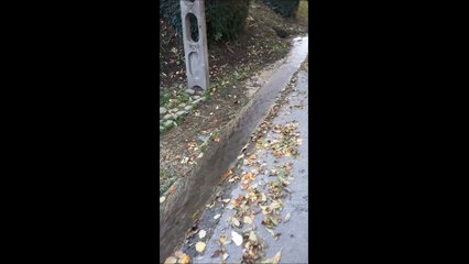 l'étang se vide, vidéo