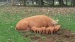Mother Pig Gets Fed Up With Feeding Piglet, Launches It Into the Air