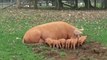 Mother Pig Gets Fed Up With Feeding Piglet, Launches It Into the Air