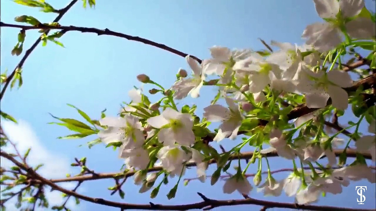 The birth of nature - FREE Video Background Loops HD
