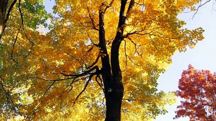 Gold leaves - FREE Video Background Loops HD