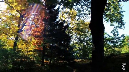 Early autumn - FREE Video Background Loops HD