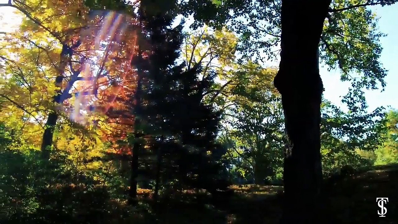 Early autumn - FREE Video Background Loops HD