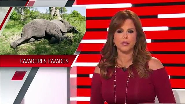 Mira cómo un elefante bebé atacó cazadores luego de ser rescatado