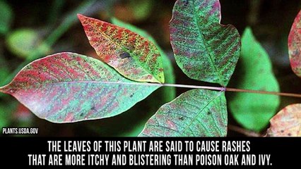 10 Dangerous Plants You Should Never Touch