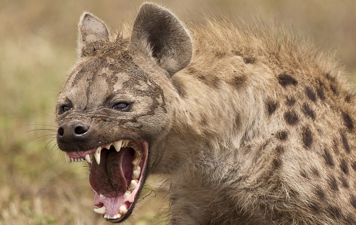 Царица хищников - Гиена . Документальный фильм.