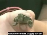 Siamese Turtle