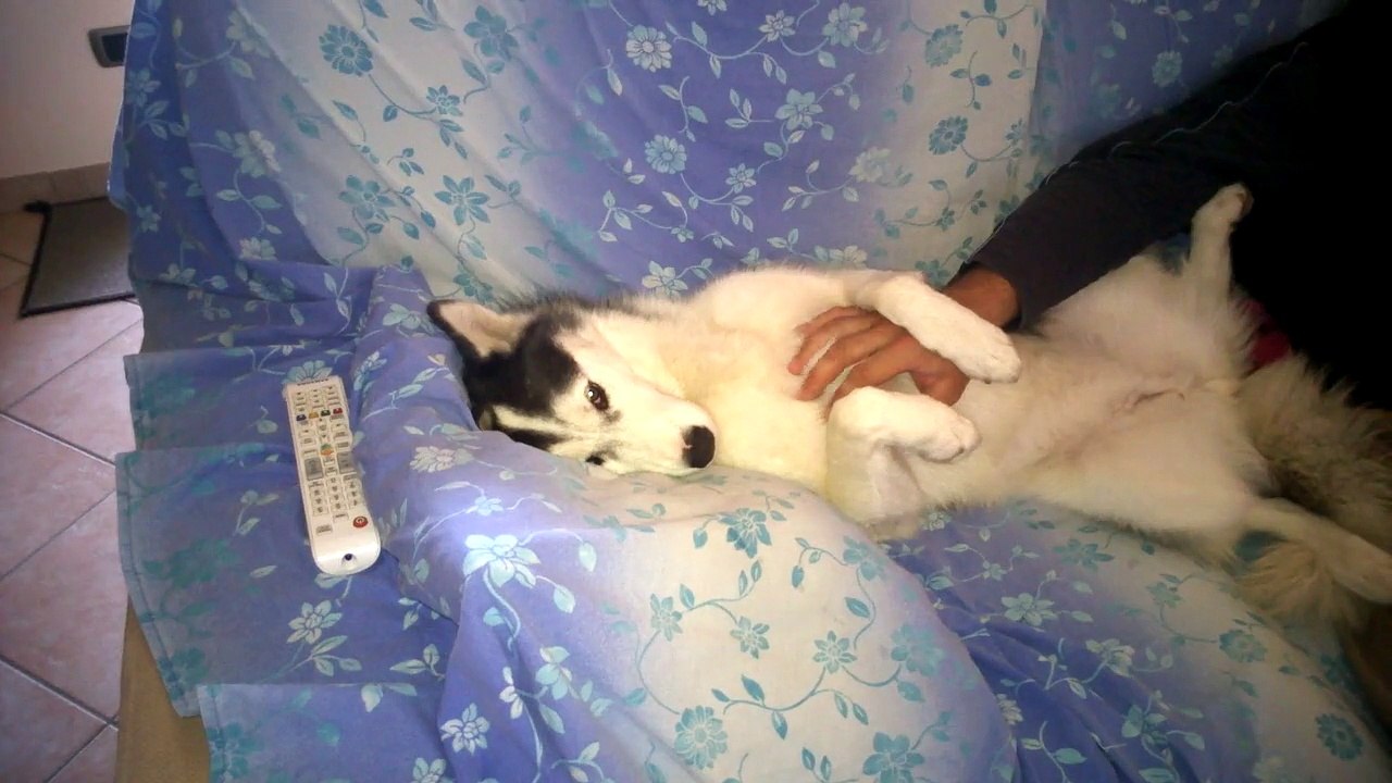 cane e coccole vicini vicini