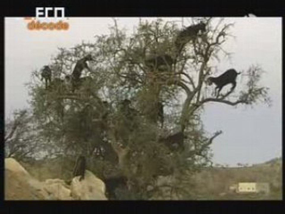 Maroc : nouvel eldorado ? L'argan aux mille vertus