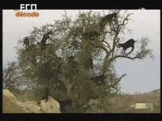 Maroc : nouvel eldorado ? L'argan aux mille vertus