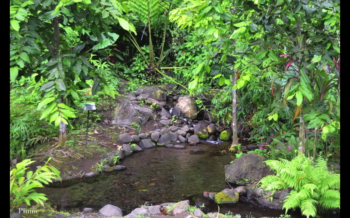 Les jardins d'eau de Vaipahi