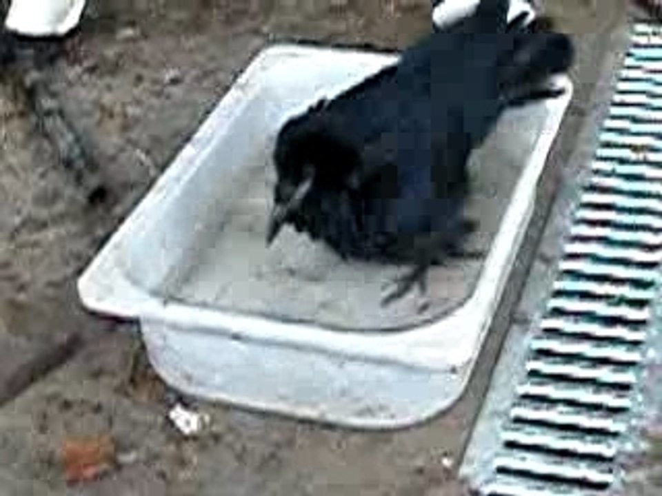 bain de pipe