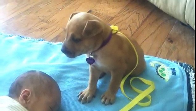 Sleepy Puppy falls asleep on baby