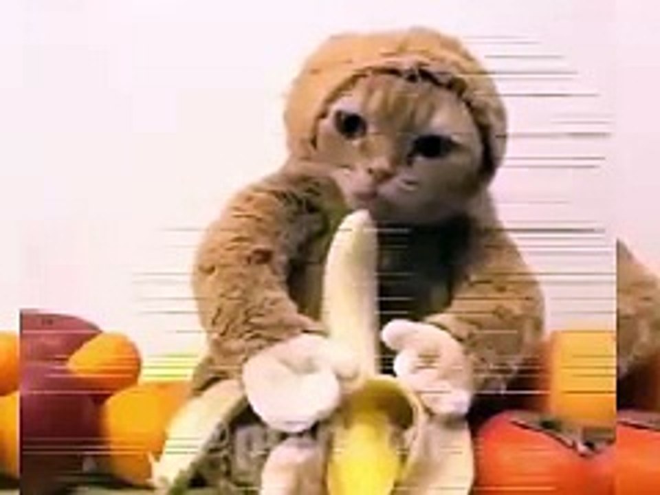 Animal funny compilation 2016 Part 10