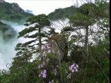 CHINE  HUANGSHAN ou les montagnes jaunes