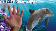 Dolphin Finger Family Song - Nursery Rhymes Dolphin Sea Animals Family Finger