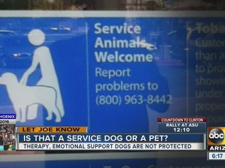 Let Joe Know: Service dogs in public spaces