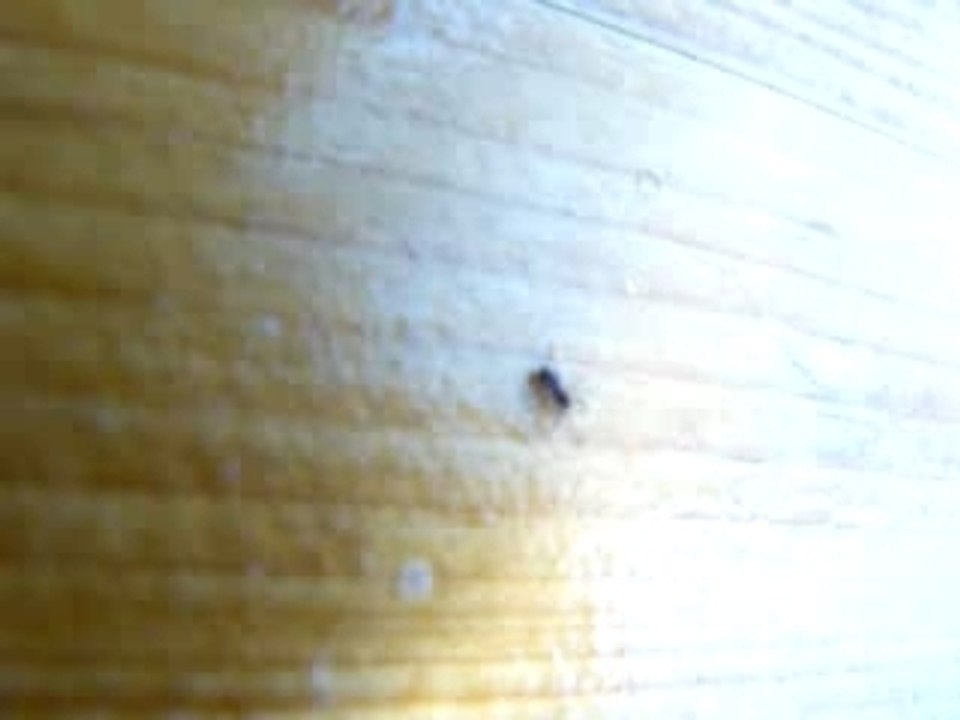 Pikure d'Araigné en DIRECT!