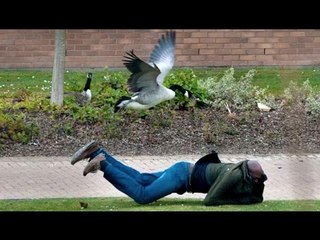 The most humorous and ridiculous ANIMAL videos #6 - Funny animal compilation - Watch & laugh!