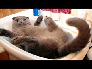 The most ridiculous & hilarious ANIMAL moments #11 - Funny animal compilation - Watch & laugh!