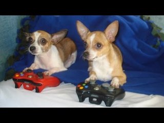 Life without dogs would be boring - Funny dog compilation