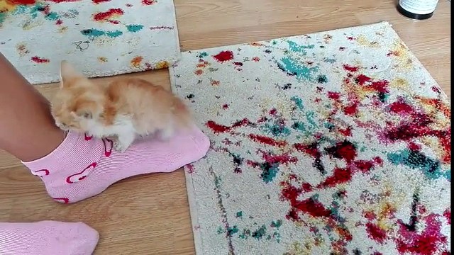 Ce chaton recueilli ne veut dormir que sur vos pieds.. Trop mignon