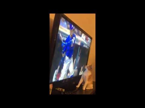 Cat Watching World Series Tries to Join in the Game