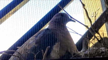 قصة يمامتين الجزء الثامن - لقاء حميم بين اليمامة الأم والفرخين بعد إنقطاع