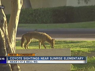 Parents worried after coyotes seen wandering neighborhood, close to school