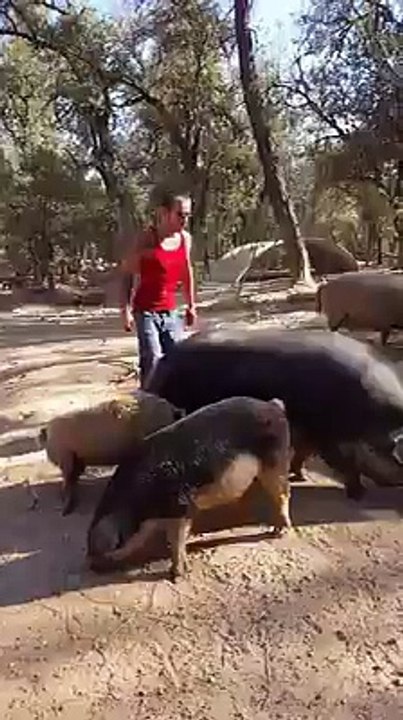 Puerco Transporte