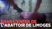 Abattoir de Limoges : des vaches en gestation éventrées, nouvelle vidéo choc de L214