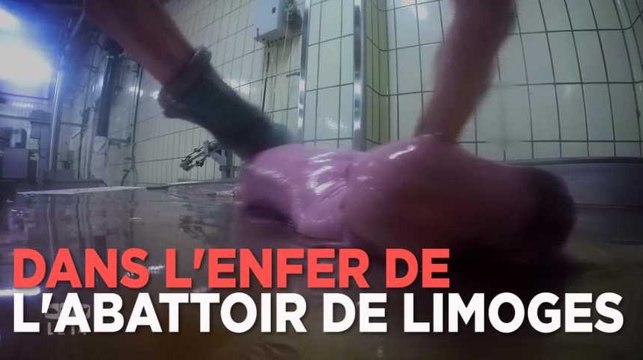 Abattoir de Limoges : des vaches en gestation éventrées, nouvelle vidéo choc de L214