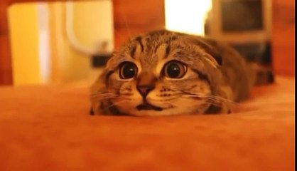 ホラー映画を見ている猫が超かわいい　Super cute cat watching a horror movie