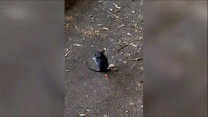 Il n'y a pas que les chiens qui courent après leur queue