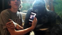 La réaction de ce gorille quand on lui montre des photos de gorilles est impressionnante