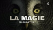 La Magie Des Chouettes [HD]