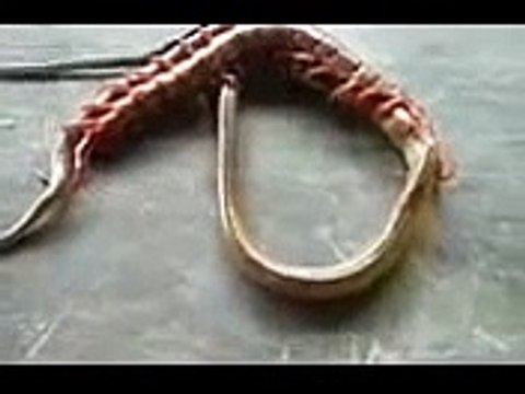 Thế Giới Động Vật - Rết khổng lồ ăn thịt rắn độc-FwvtwlITWRs