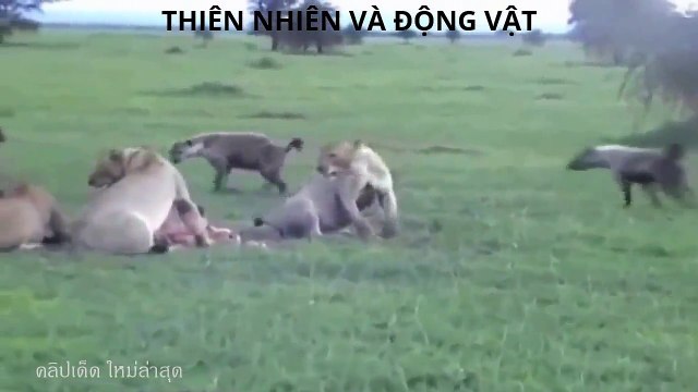 Thế giới động vật Động vật hoang dã đại chiến đẫm máu, Sư Tử, Tê Giác, Linh Cẩu, Báo, Cá Xấu-sOZyuzIdtTw