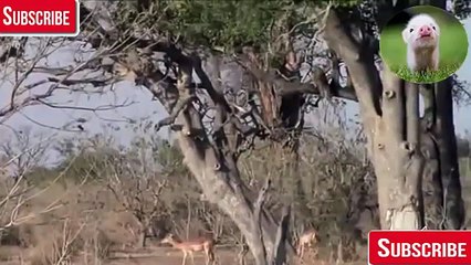 THẾ GIỚI ĐỘNG VẬT HOANG DÃ , KỸ NĂNG SĂN MỒI CỦA BÁO ĐỐM-WRrWAf8B7kg