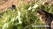 Kitties Fluffy & Bluebell Cats Play Fighting Milkytales Thanks Link-br13Vvxm1j8