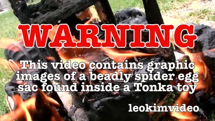 Redback Spider Egg Sac Whats Inside Is SCARY-ExrWLJiKTqI