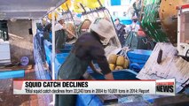Korea's squid catch plunges due to Chinese boats' overfishing