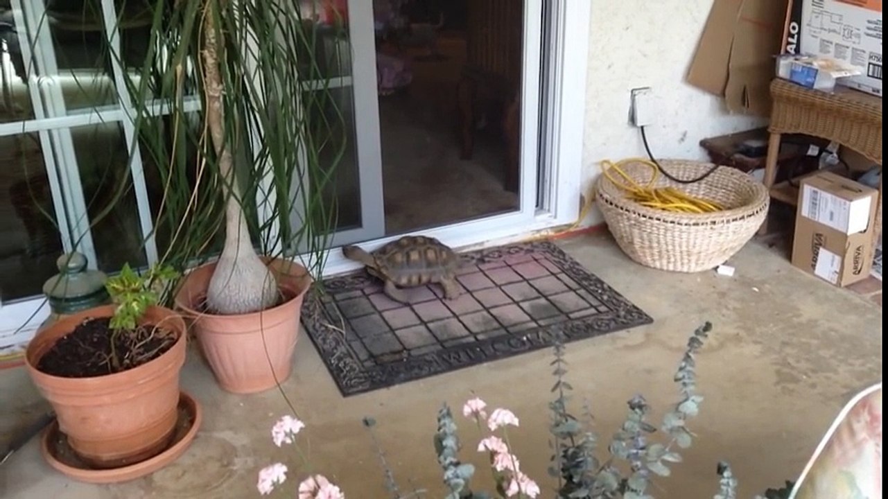 Sürgü Kapıyı Açıp İçeri Girmeyi Başaran Kaplumbağa