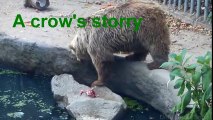 Killer bear shows unbelievable compassion, saves life of drowning bird