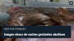 Vaches en gestation abattues : nouvelles images choquantes dans un abattoir français