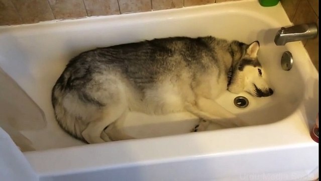 Stubborn Husky throws hilarious temper tantrum