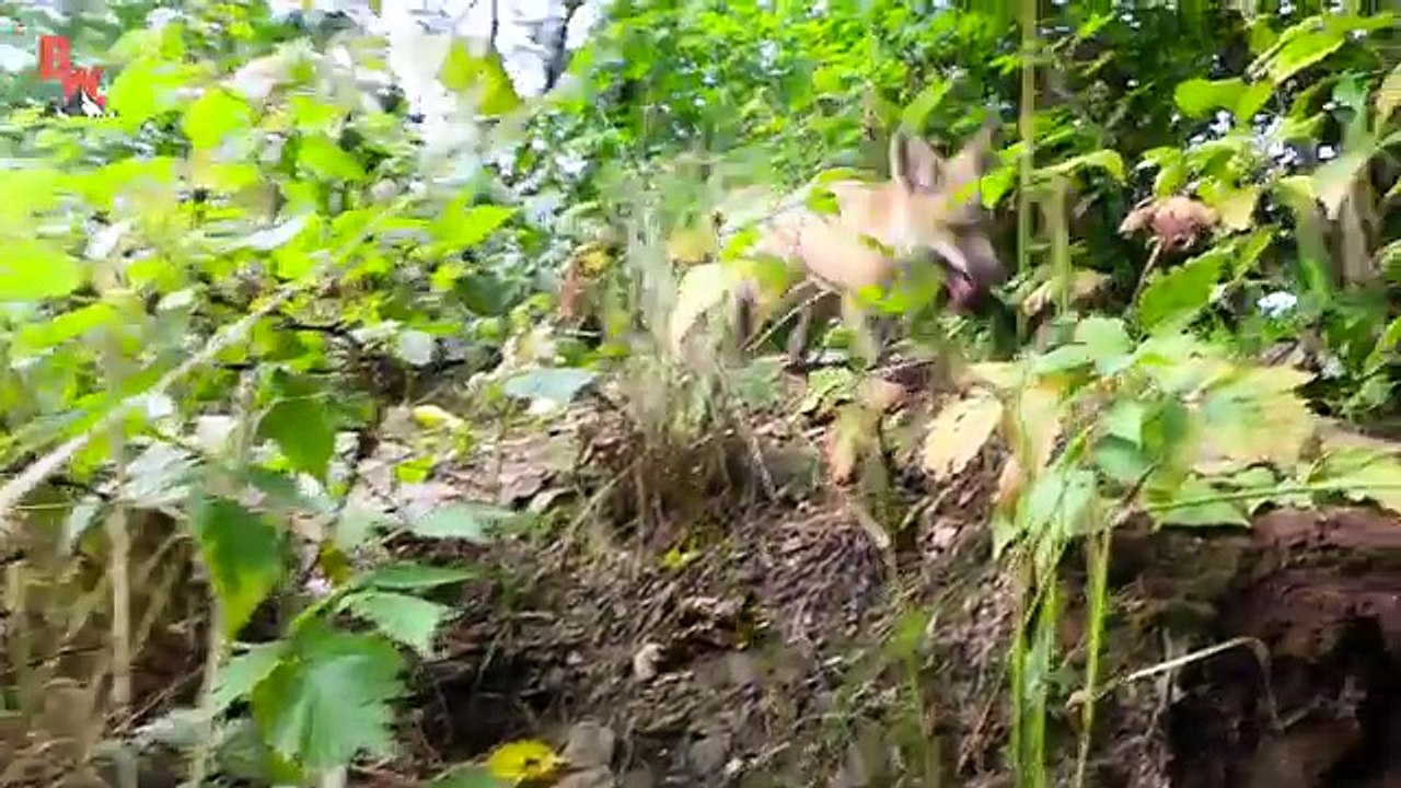 Friendly Baby Fox!(360p)