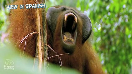 Vertebrate Animals _ Educational Video for Kids-qRKoGO7hNXg