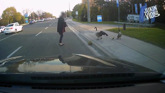 Une maman voit une femme attraper ses bébés. Maintenant, regardez bien ce que la caméra a filmé...
