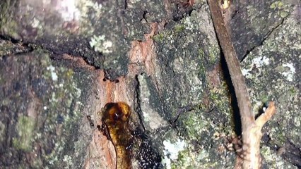 La preuve en vidéo que les arbres pètent eux aussi